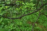 View full-size image genus Salix