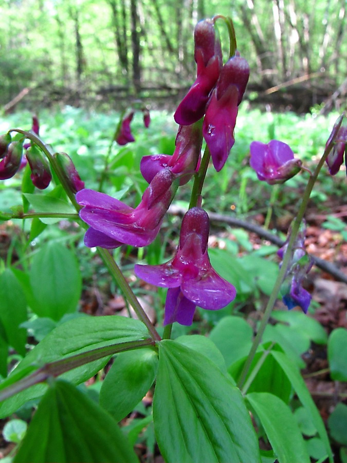 Изображение особи Lathyrus vernus.