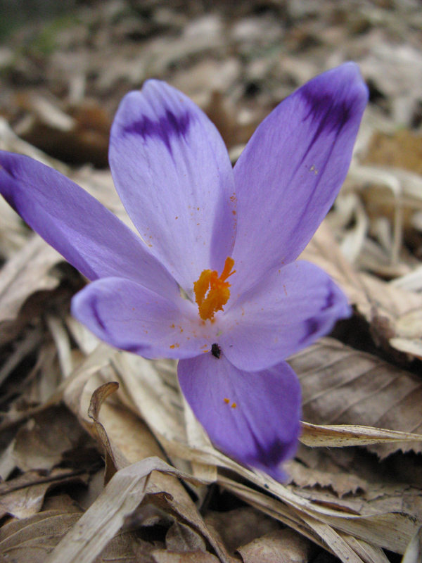 Image of Crocus heuffelianus specimen.