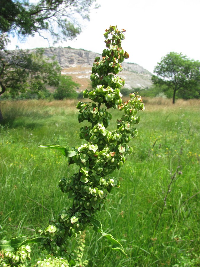 Image of Rumex crispus specimen.