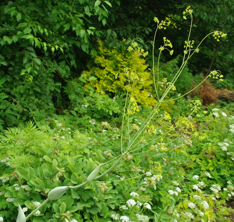 Image of Ferula ugamica specimen.