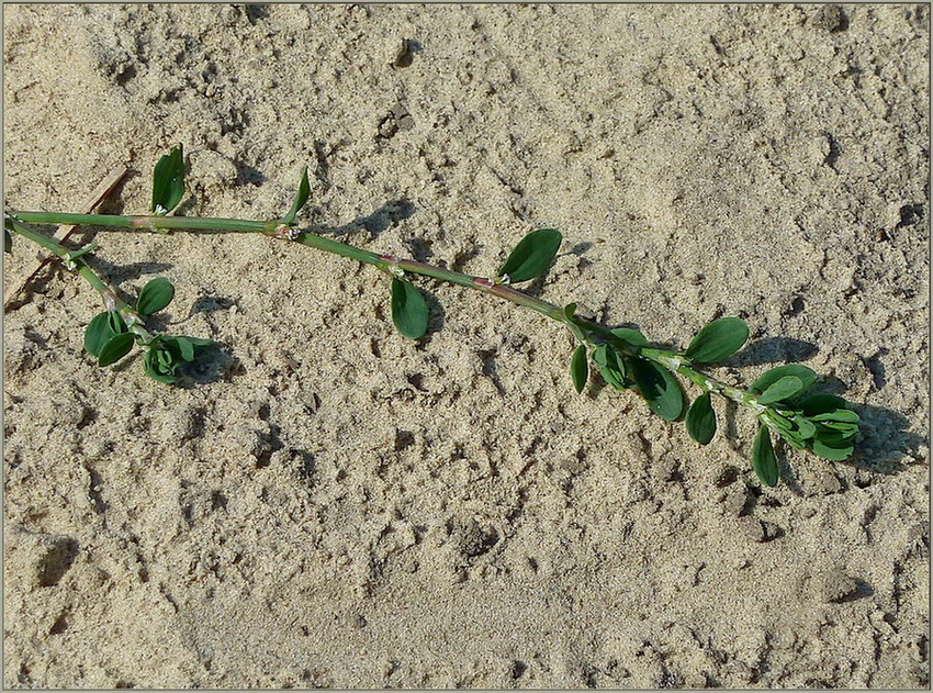 Image of Polygonum arenastrum specimen.