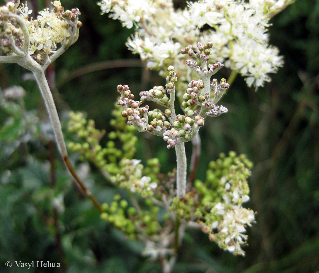 Image of Filipendula ulmaria specimen.