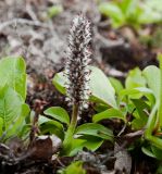 Salix chamissonis