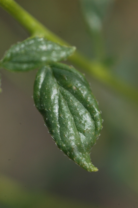 Image of Heliotropium dasycarpum specimen.