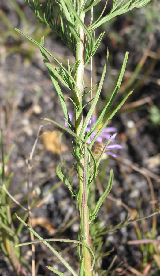 Image of Galatella angustissima specimen.