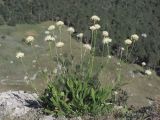 Cephalaria coriacea. Цветущее растение. Крым, Ялтинская яйла. 26 июля 2012 г.