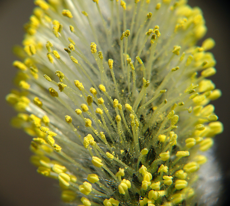 Image of Salix caprea specimen.