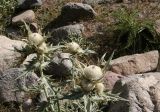 Cirsium turkestanicum. Цветущее растение. Таджикистан, Памир, долина р. Бардара. 09.08.2011.