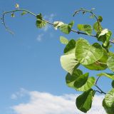 Actinidia chinensis var. deliciosa