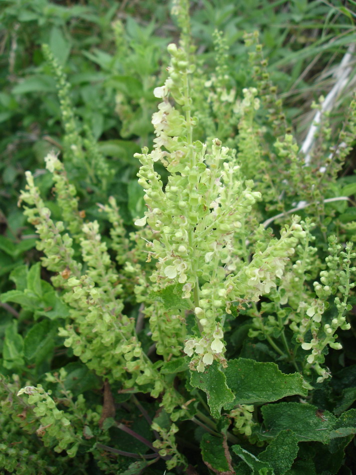 Image of Teucrium scorodonia specimen.