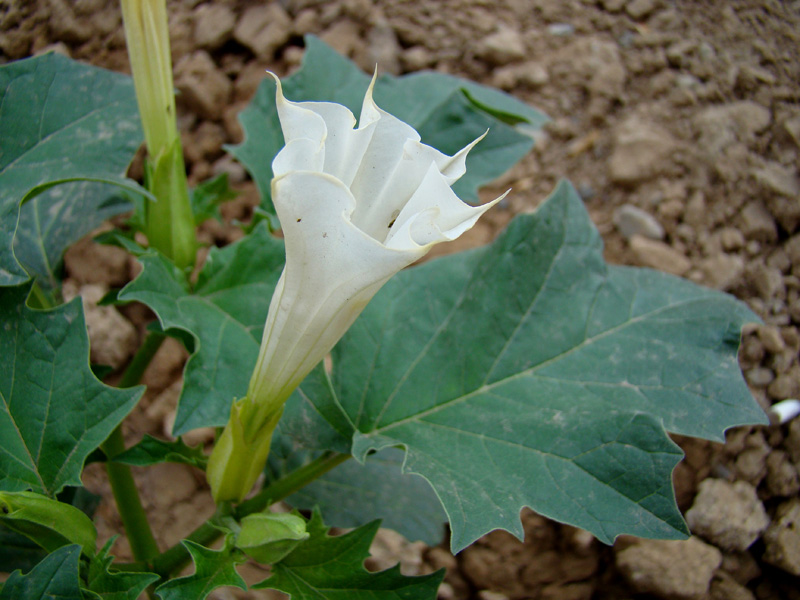 Image of Datura stramonium specimen.