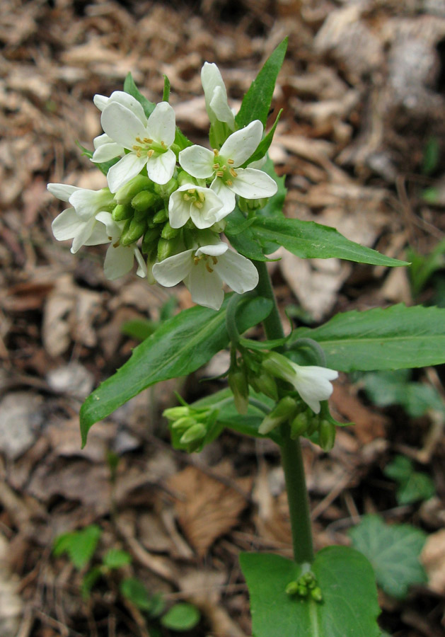 Image of Arabis turrita specimen.