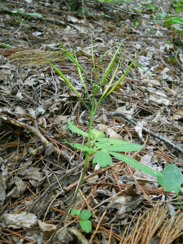 Image of Cardamine quinquefolia specimen.