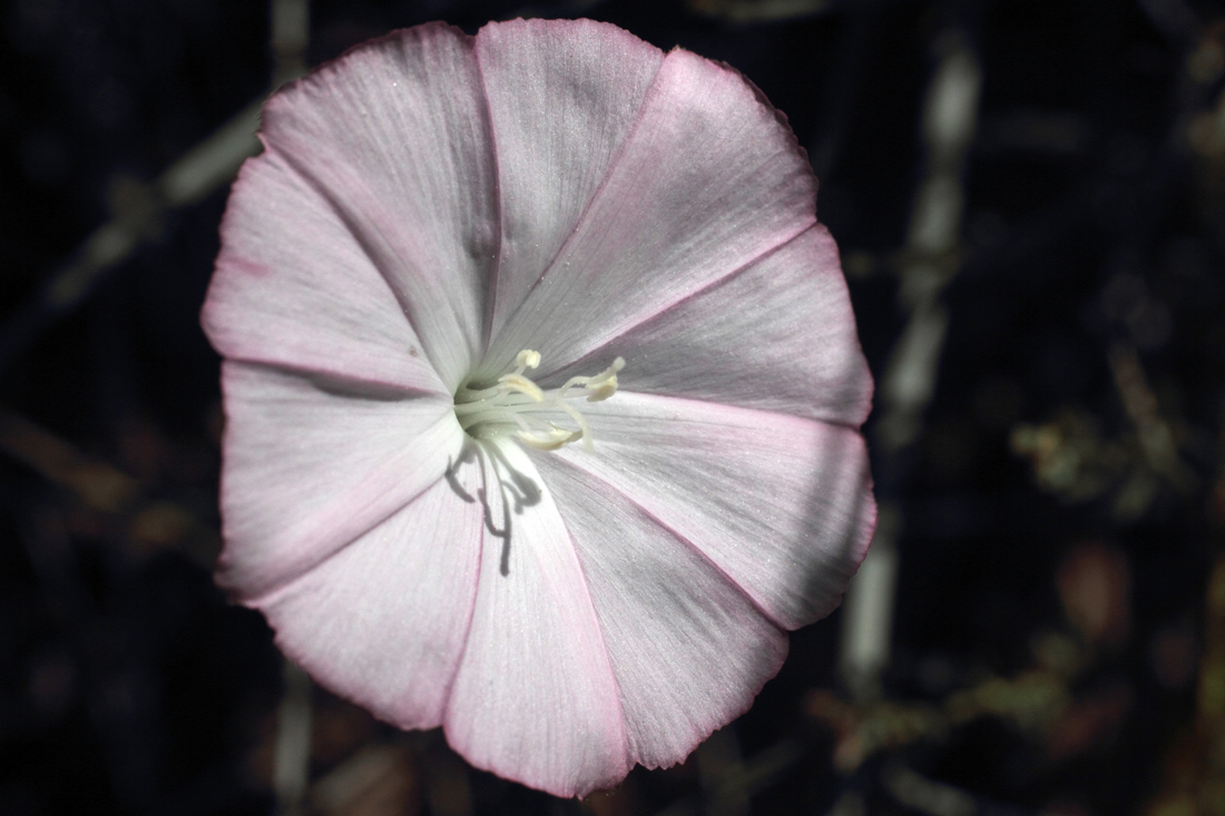 Image of Convolvulus pseudocantabrica specimen.