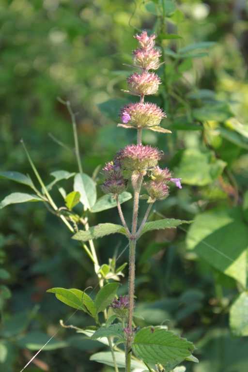 Image of Clinopodium chinense specimen.