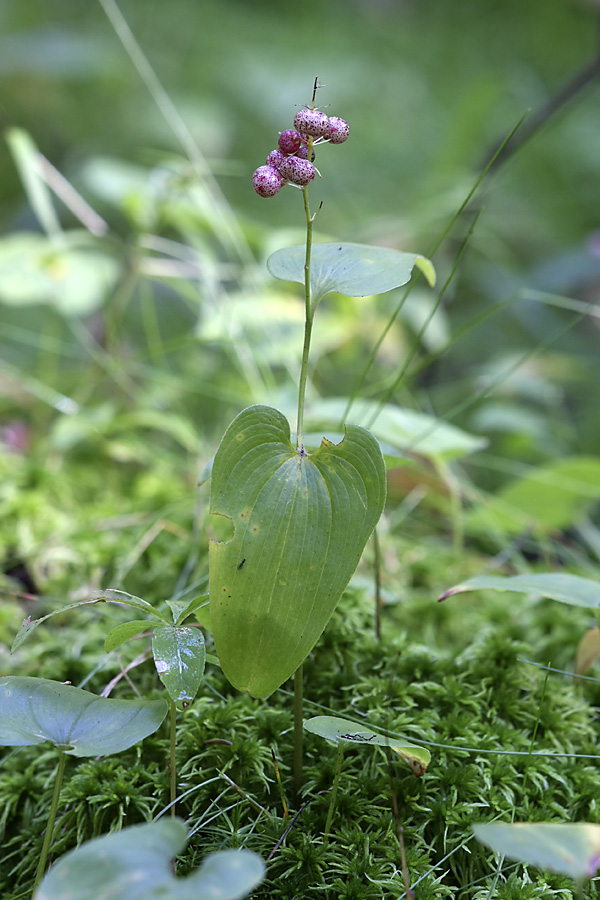 Image of Maianthemum bifolium specimen.