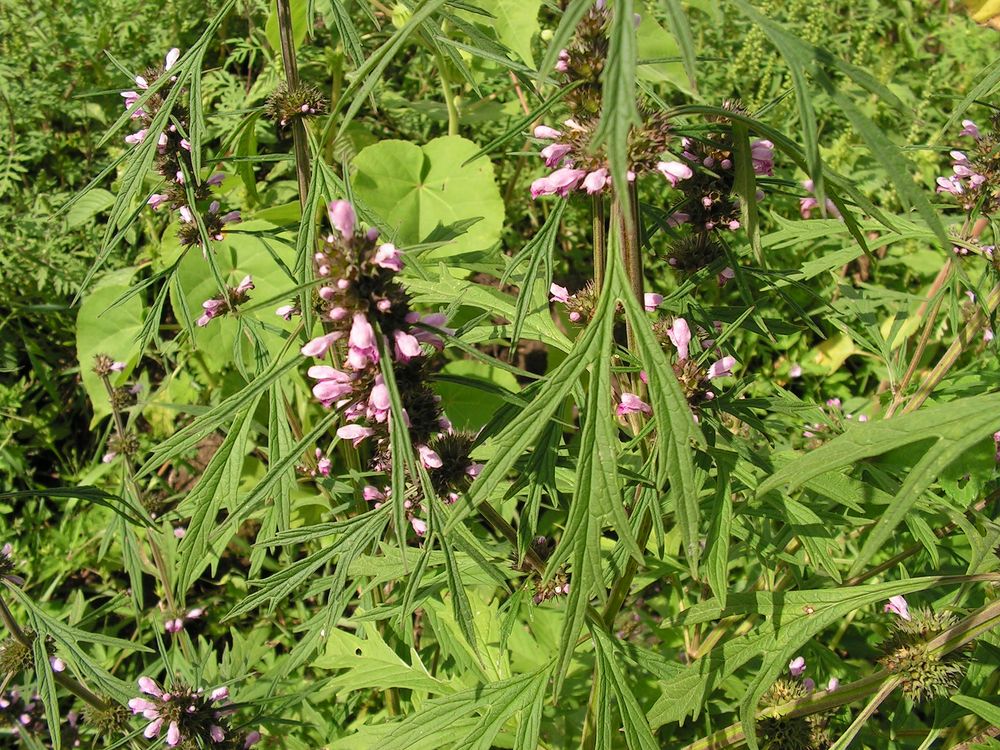 Image of Leonurus japonicus specimen.