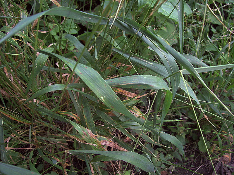 Изображение особи Elymus caninus.