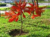 Rhus typhina. Дерево с листьями осенней окраски. Украина, г. Запорожье, в культуре. 19.10.2008.