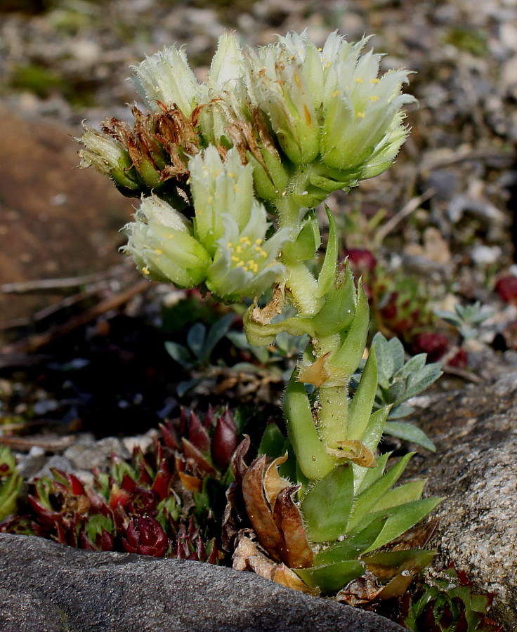 Image of genus Jovibarba specimen.