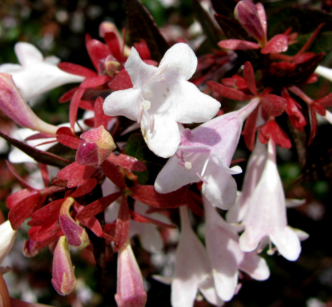 Image of Abelia &times; grandiflora specimen.