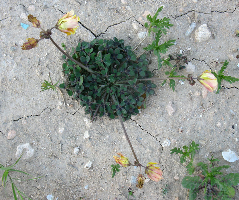 Image of Oxalis pes-caprae f. pleniflora specimen.