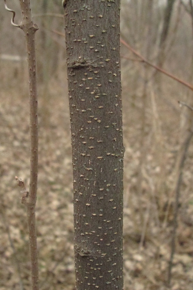 Image of Celtis australis specimen.