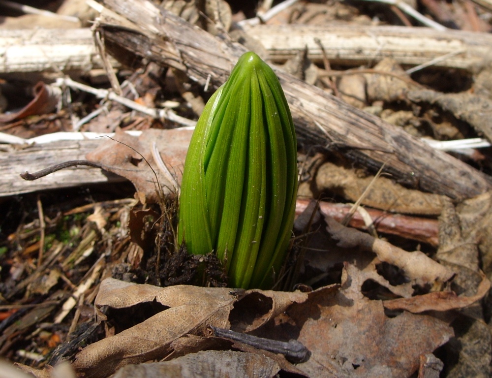 Image of genus Veratrum specimen.