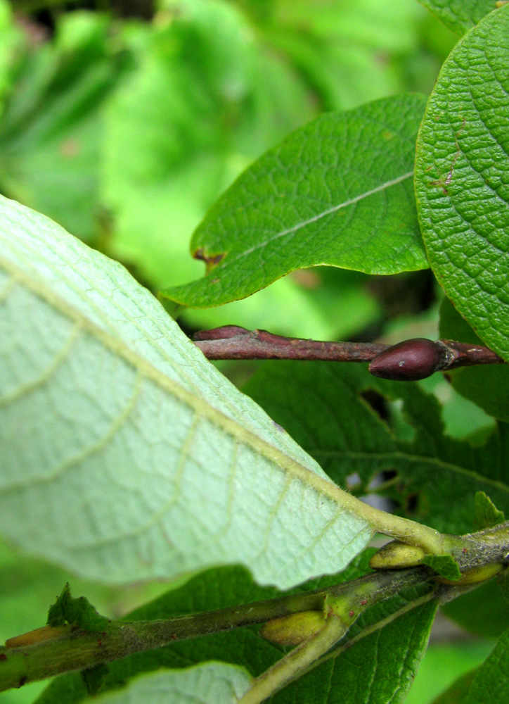 Image of Salix aurita specimen.