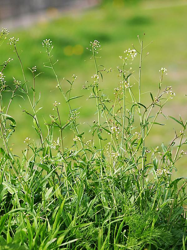 Image of Capsella bursa-pastoris specimen.