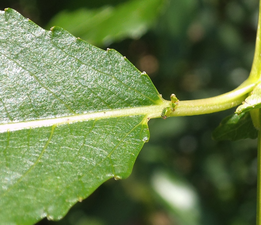 Image of Salix &times; schumanniana specimen.