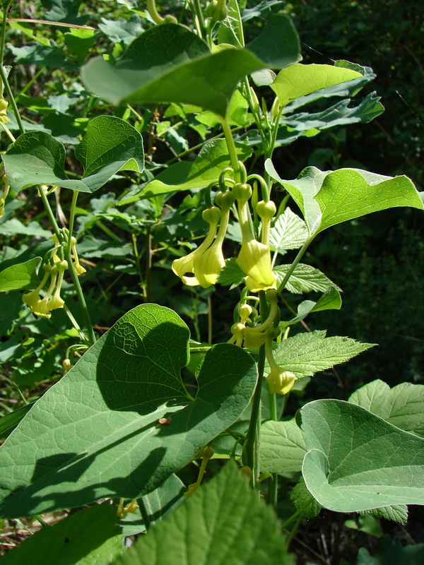 Image of Aristolochia clematitis specimen.