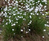 Eriophorum vaginatum. Плодоносящие растения. Германия, г. Krefeld, Ботанический сад. 11.05.2013.