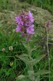 Lythrum salicaria