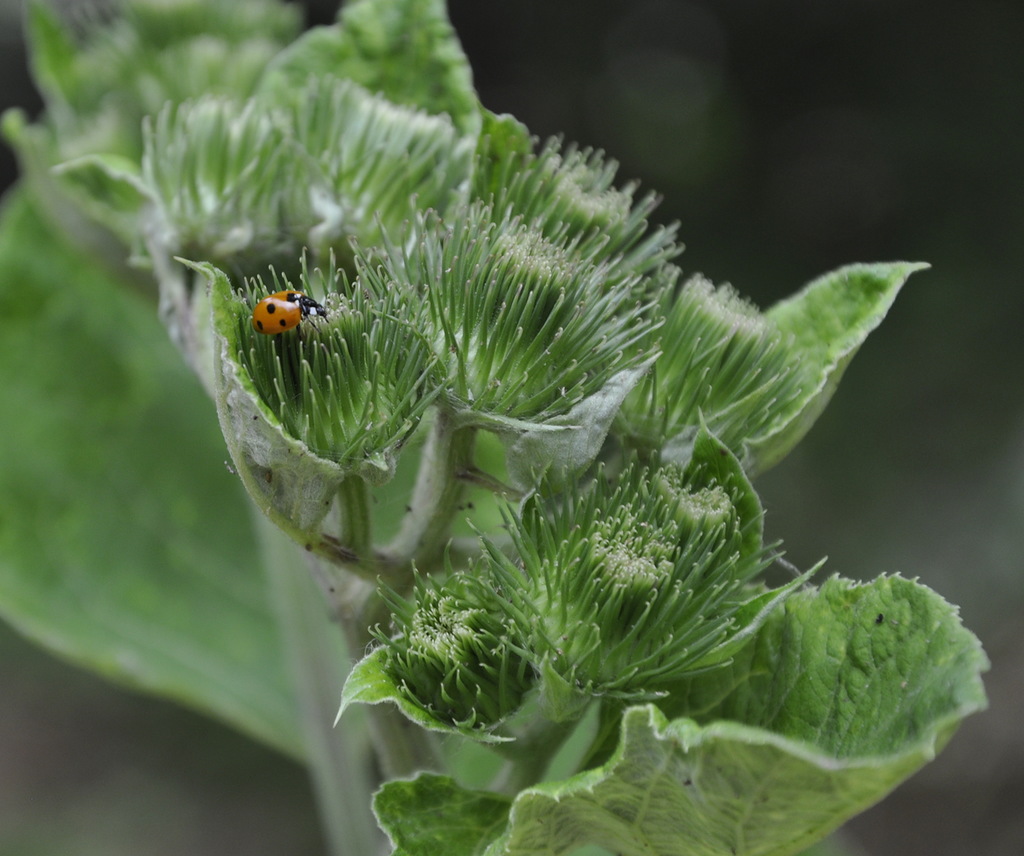 Изображение особи род Arctium.