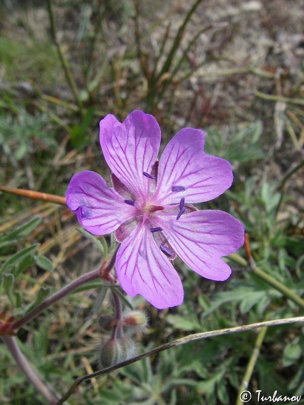 Изображение особи Geranium tuberosum.