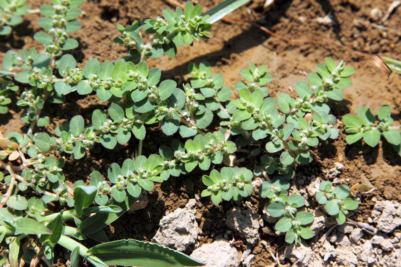 Изображение особи Euphorbia prostrata.