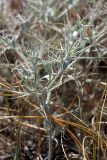 Ceratocarpus arenarius. Вегетирующее растение. Южный Казахстан, восточная граница пустыни Кызылкум. 07.05.2013.