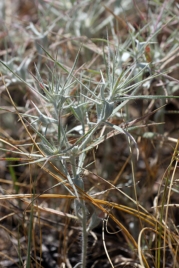 Изображение особи Ceratocarpus arenarius.