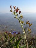 Veronica umbrosa