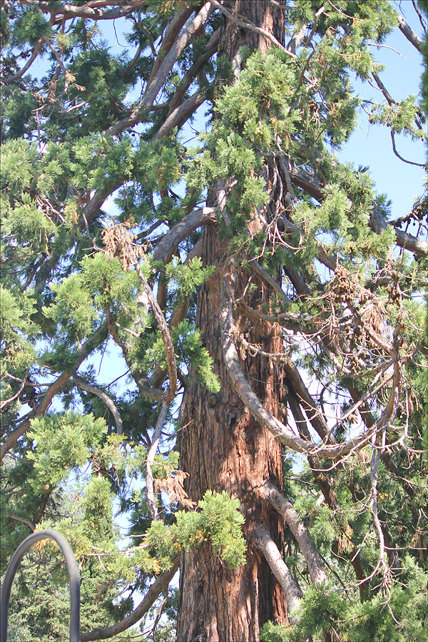 Image of Sequoiadendron giganteum specimen.