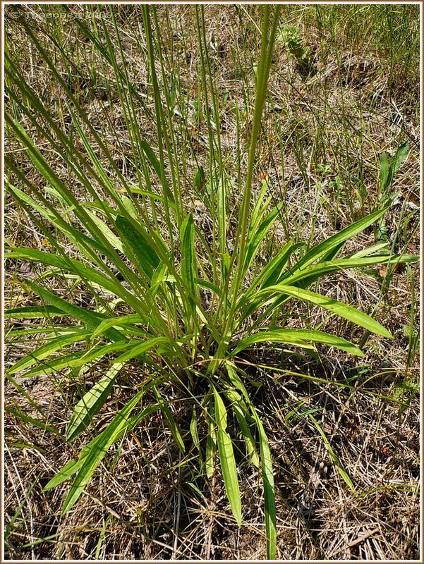 Изображение особи Plantago lanceolata.