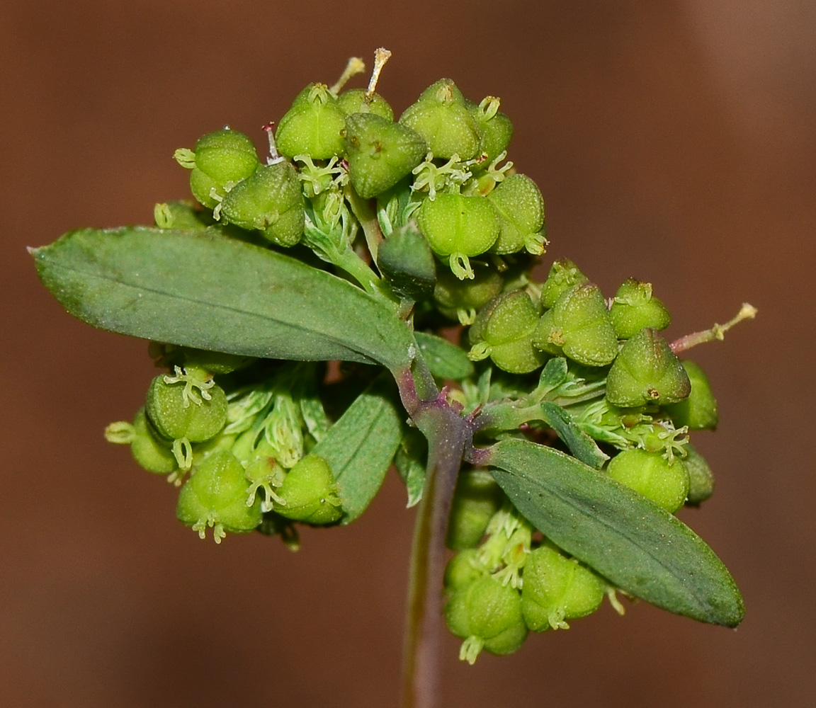 Image of Euphorbia hypericifolia specimen.