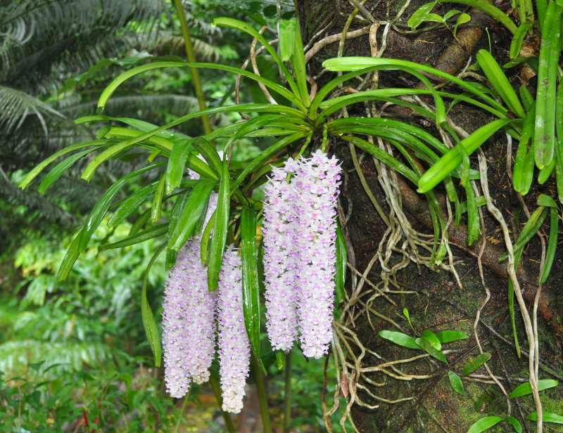 Изображение особи Rhynchostylis gigantea.