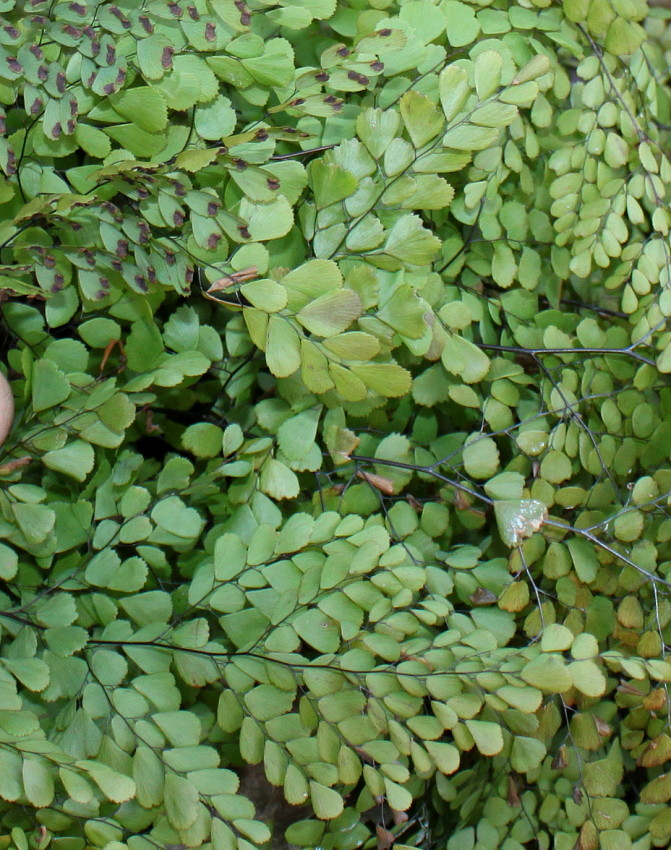 Image of Adiantum venustum specimen.