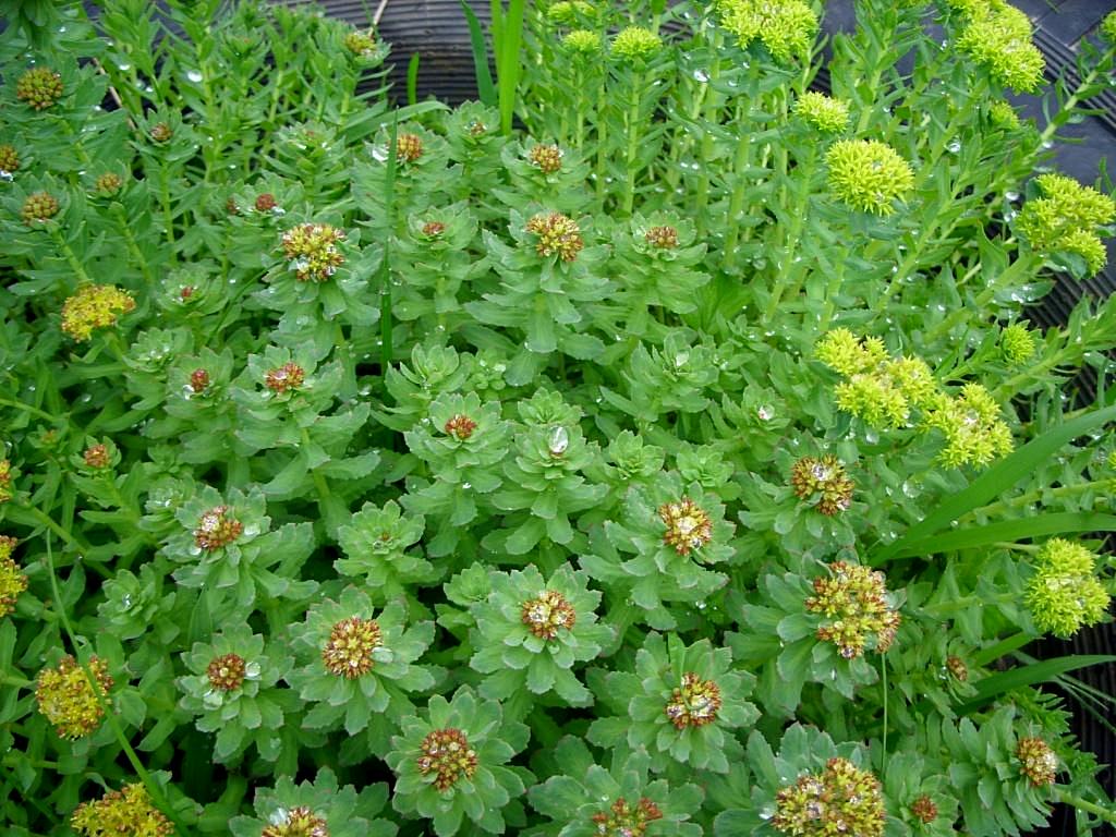 Изображение особи Rhodiola rosea.