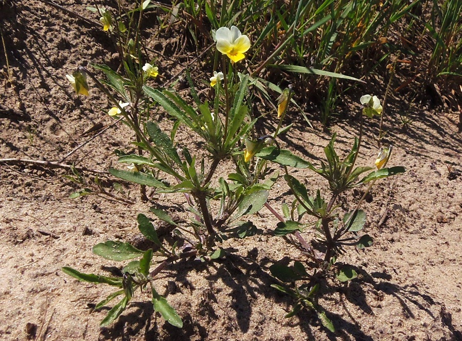 Image of Viola arvensis specimen.