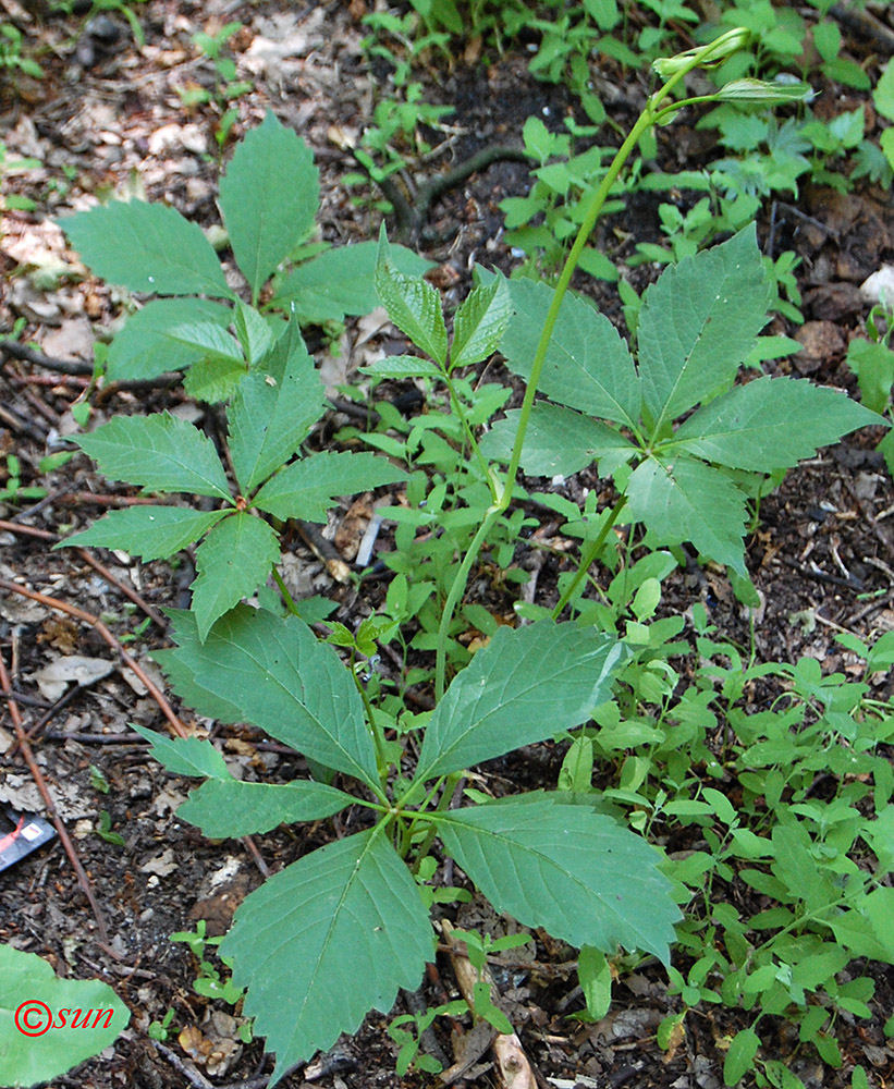 Image of Parthenocissus quinquefolia specimen.