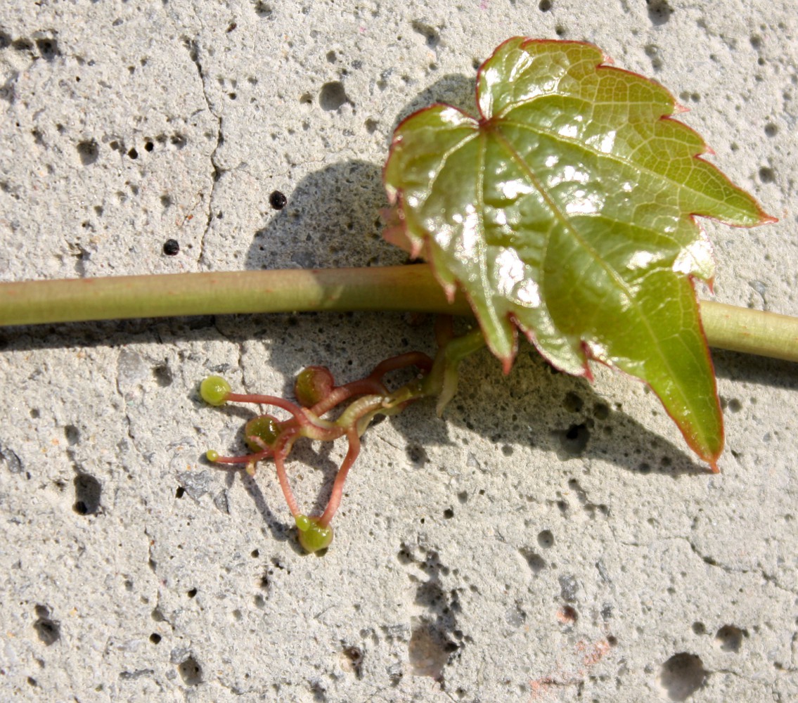 Image of Parthenocissus tricuspidata specimen.